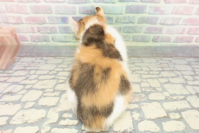 北海道のアメリカンカール (Coo&RIKU札幌東店/2025年12月20日生まれ/女の子/ブラウンパッチドタビーホワイト)の子猫の4枚目の画像