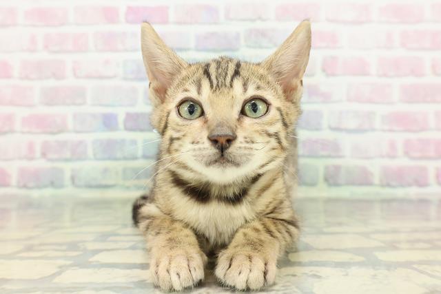 北海道のベンガル (Coo&RIKU室蘭店/2025年12月18日生まれ/男の子/ブラウンスポットタビー)の子猫