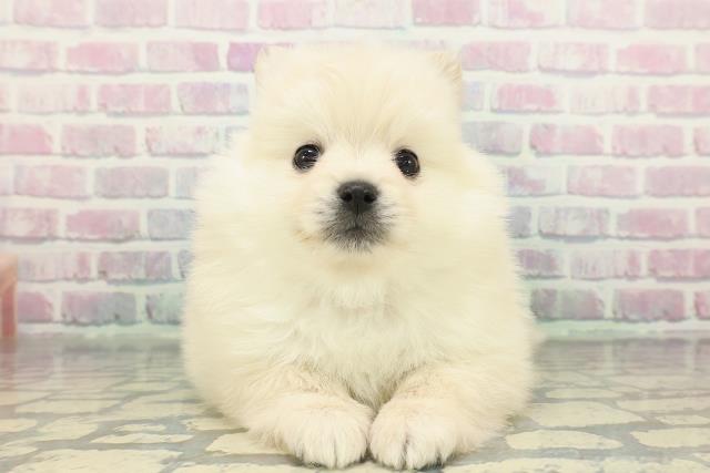北海道のポメラニアン (Coo&RIKU旭川店/2026年1月10日生まれ/男の子/クリーム)の子犬の1枚目の画像