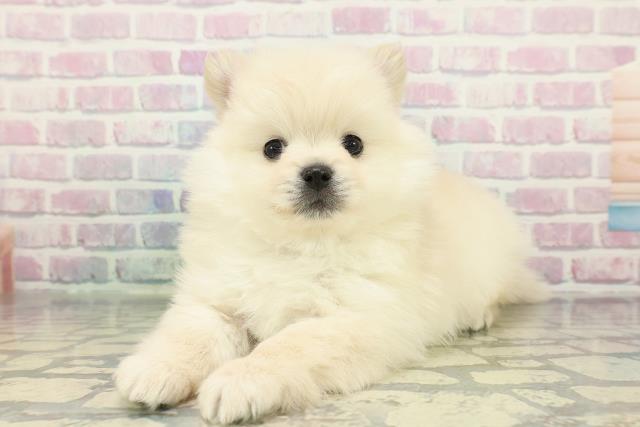 北海道のポメラニアン (Coo&RIKU旭川店/2026年1月10日生まれ/男の子/クリーム)の子犬の2枚目の画像