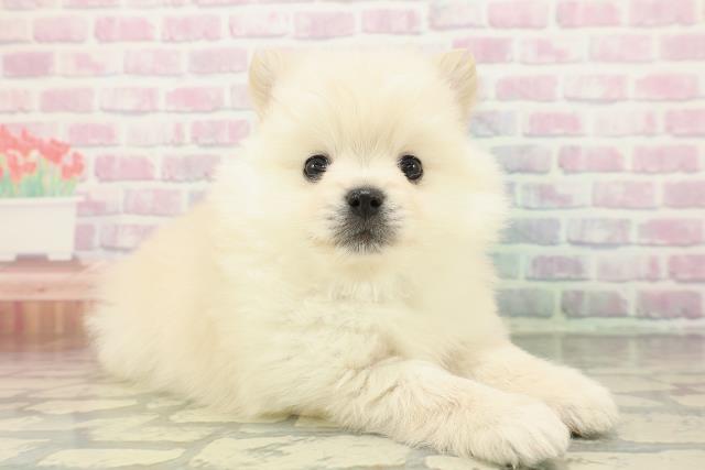 北海道のポメラニアン (Coo&RIKU旭川店/2026年1月10日生まれ/男の子/クリーム)の子犬の3枚目の画像