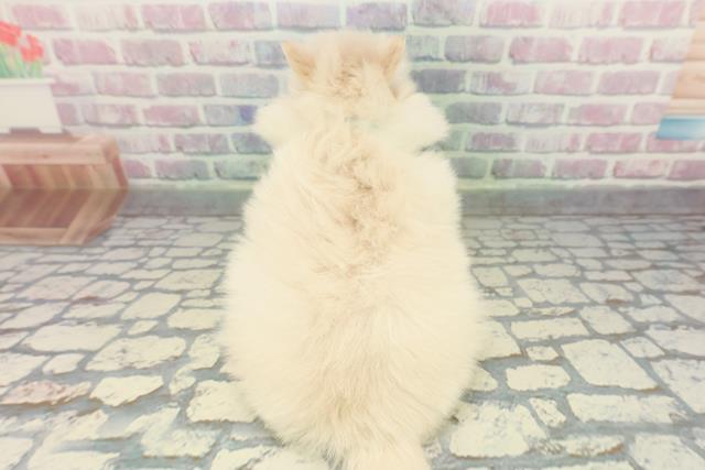北海道のポメラニアン (Coo&RIKU旭川店/2026年1月10日生まれ/男の子/クリーム)の子犬の4枚目の画像