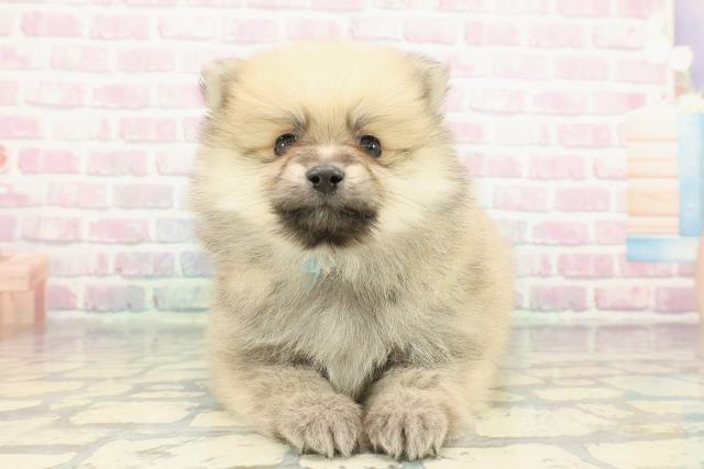 神奈川県のポメラニアン (Coo&RIKU横浜青葉店/2026年1月11日生まれ/男の子/オレンジ)の子犬の1枚目の画像