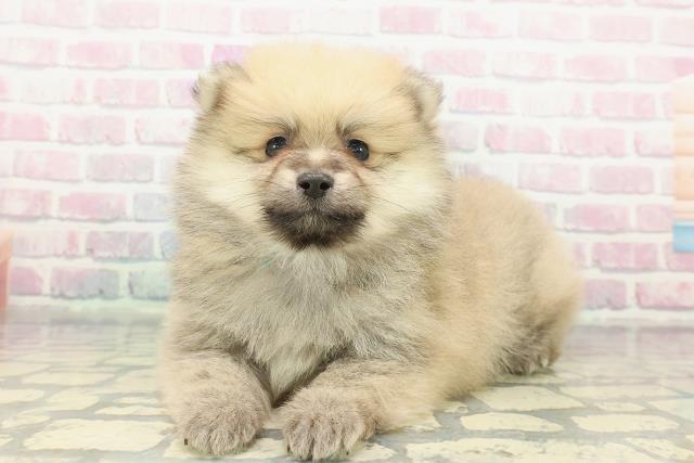 神奈川県のポメラニアン (Coo&RIKU横浜青葉店/2026年1月11日生まれ/男の子/オレンジ)の子犬の2枚目の画像