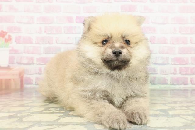 神奈川県のポメラニアン (Coo&RIKU横浜青葉店/2026年1月11日生まれ/男の子/オレンジ)の子犬の3枚目の画像