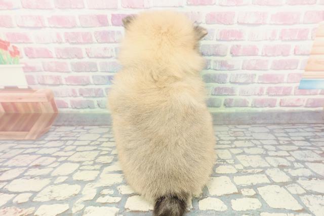 神奈川県のポメラニアン (Coo&RIKU横浜青葉店/2026年1月11日生まれ/男の子/オレンジ)の子犬の4枚目の画像