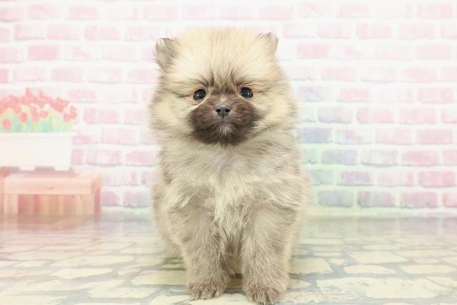 東京都のポメラニアン (Coo&RIKU武蔵小山店/2026年1月11日生まれ/男の子/オレンジ)の子犬の1枚目の画像