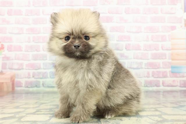 東京都のポメラニアン (Coo&RIKU武蔵小山店/2026年1月11日生まれ/男の子/オレンジ)の子犬の2枚目の画像