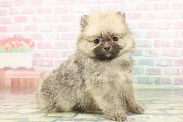 東京都のポメラニアン (Coo&RIKU武蔵小山店/2026年1月11日生まれ/男の子/オレンジ)の子犬の3枚目の画像