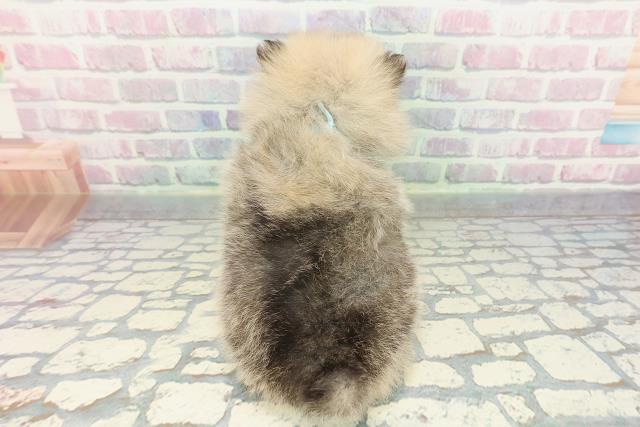 東京都のポメラニアン (Coo&RIKU武蔵小山店/2026年1月11日生まれ/男の子/オレンジ)の子犬の4枚目の画像