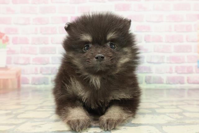 東京都のポメラニアン (Coo&RIKU中野サンモール店/2026年1月11日生まれ/女の子/ブラックタン)の子犬の1枚目の画像