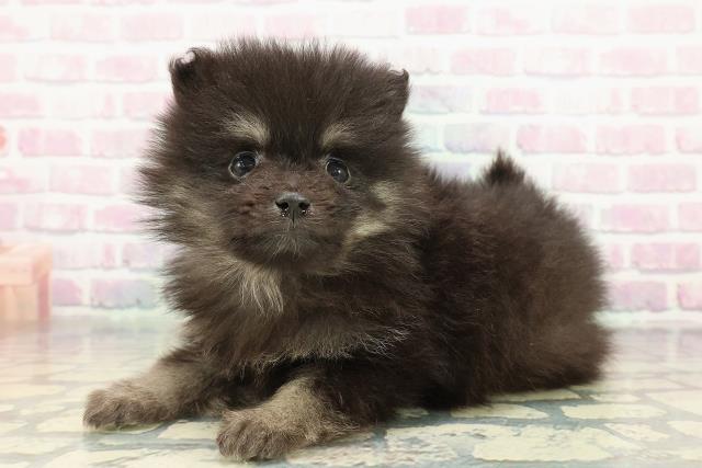 東京都のポメラニアン (Coo&RIKU中野サンモール店/2026年1月11日生まれ/女の子/ブラックタン)の子犬の2枚目の画像
