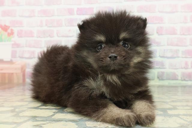 東京都のポメラニアン (Coo&RIKU中野サンモール店/2026年1月11日生まれ/女の子/ブラックタン)の子犬の3枚目の画像