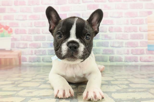 フレンチブルドッグ