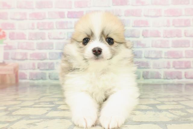 北海道のポメラニアン (Coo&RIKU函館店/2026年1月10日生まれ/男の子/パーティーカラー)の子犬