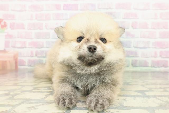 石川県のポメラニアン (Coo&RIKU金沢店/2026年1月10日生まれ/男の子/オレンジ)の子犬