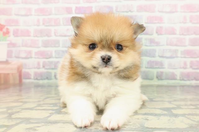 北海道のポメラニアン (Coo&RIKU岩見沢店/2026年1月10日生まれ/女の子/パーティーカラー)の子犬