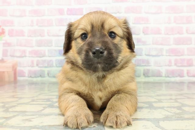 長野県のポメックス(ポメラニアン×ダックス) (Coo&RIKU綿半上田店/2026年1月10日生まれ/男の子/オレンジ)の子犬の1枚目の画像