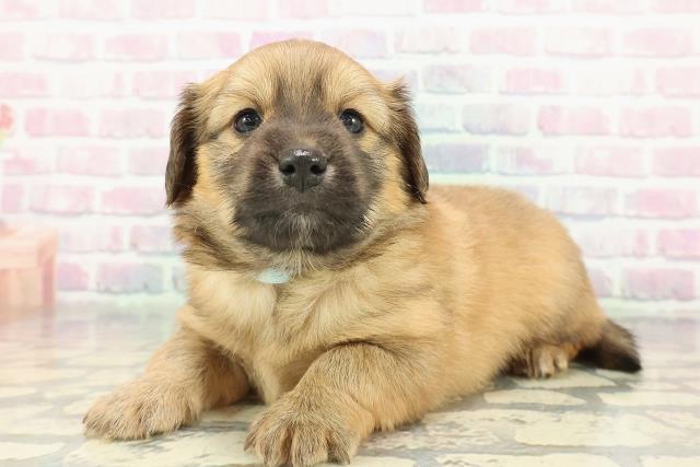 長野県のポメックス(ポメラニアン×ダックス) (Coo&RIKU綿半上田店/2026年1月10日生まれ/男の子/オレンジ)の子犬の2枚目の画像