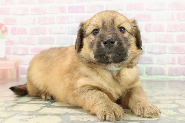 長野県のポメックス(ポメラニアン×ダックス) (Coo&RIKU綿半上田店/2026年1月10日生まれ/男の子/オレンジ)の子犬の3枚目の画像