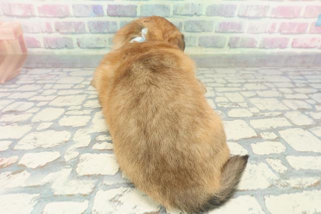 長野県のポメックス(ポメラニアン×ダックス) (Coo&RIKU綿半上田店/2026年1月10日生まれ/男の子/オレンジ)の子犬の4枚目の画像