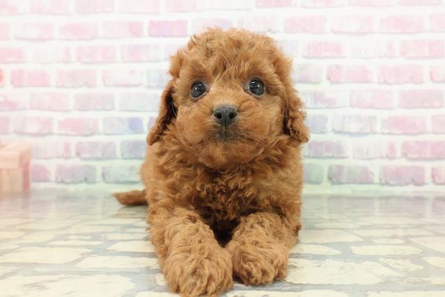 トイ・プードル