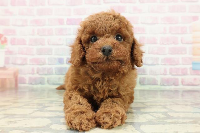 トイ・プードル