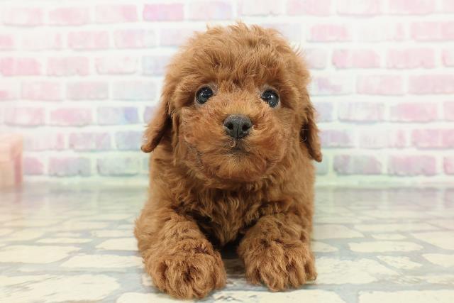 トイ・プードル