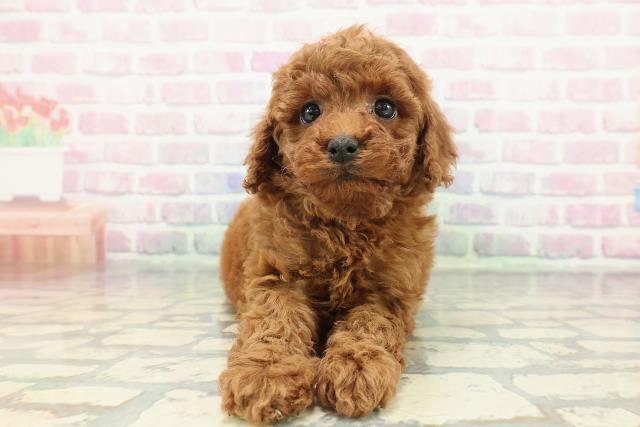 トイ・プードル