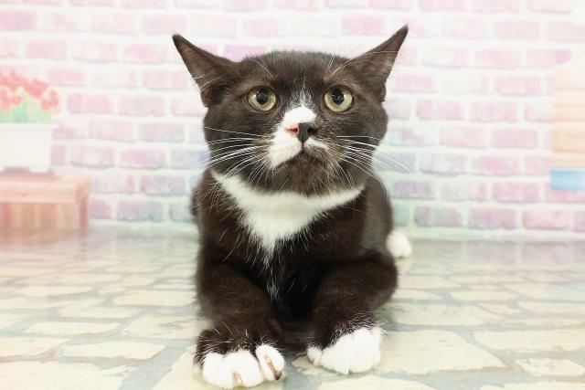 北海道のマンチカン (Coo&RIKU旭川店/2025年10月9日生まれ/男の子/ブラックホワイト)の子猫の1枚目の画像