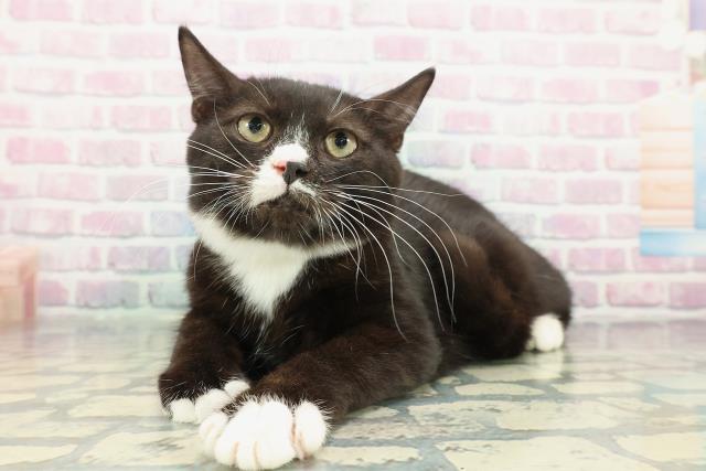 北海道のマンチカン (Coo&RIKU旭川店/2025年10月9日生まれ/男の子/ブラックホワイト)の子猫の2枚目の画像