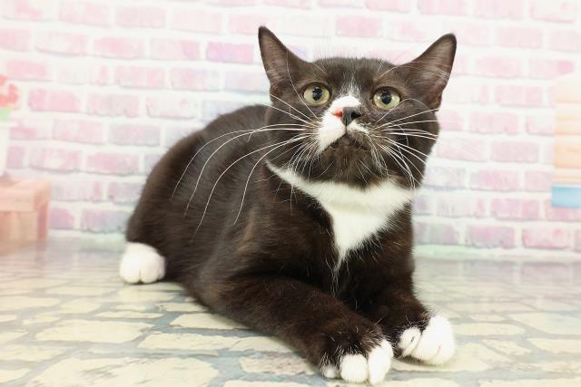 北海道のマンチカン (Coo&RIKU旭川店/2025年10月9日生まれ/男の子/ブラックホワイト)の子猫の3枚目の画像