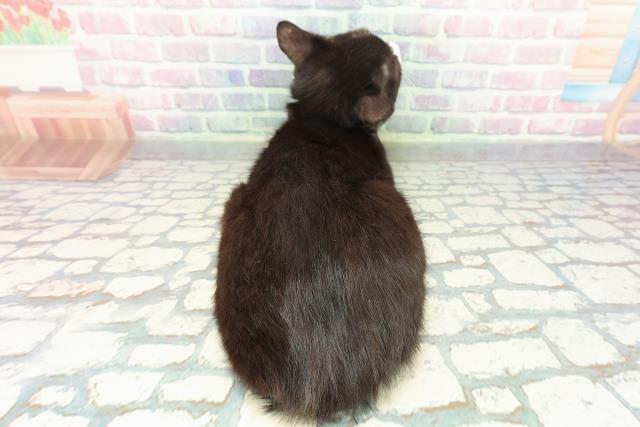 北海道のマンチカン (Coo&RIKU旭川店/2025年10月9日生まれ/男の子/ブラックホワイト)の子猫の4枚目の画像