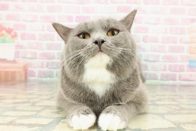 福井県のマンチカン (Coo&RIKU福井店/2025年8月23日生まれ/女の子/ブルーホワイト)の子猫