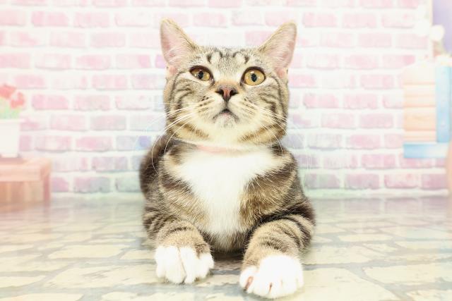 マンチカン（長足）