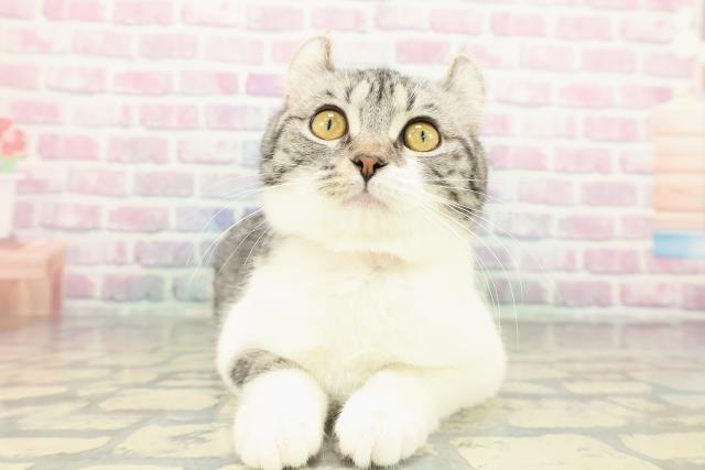 北海道のアメリカンカール (Coo&RIKU旭川店/2025年10月19日生まれ/女の子/シルバータビーホワイト)の子猫の1枚目の画像