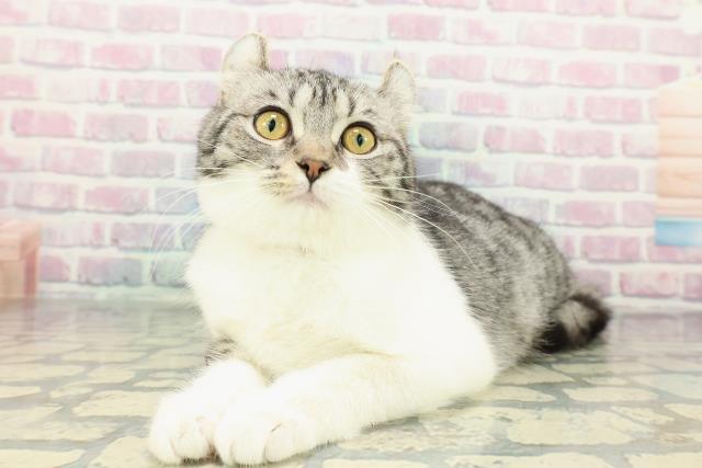 北海道のアメリカンカール (Coo&RIKU旭川店/2025年10月19日生まれ/女の子/シルバータビーホワイト)の子猫の2枚目の画像