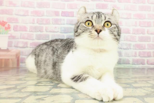 北海道のアメリカンカール (Coo&RIKU旭川店/2025年10月19日生まれ/女の子/シルバータビーホワイト)の子猫の3枚目の画像