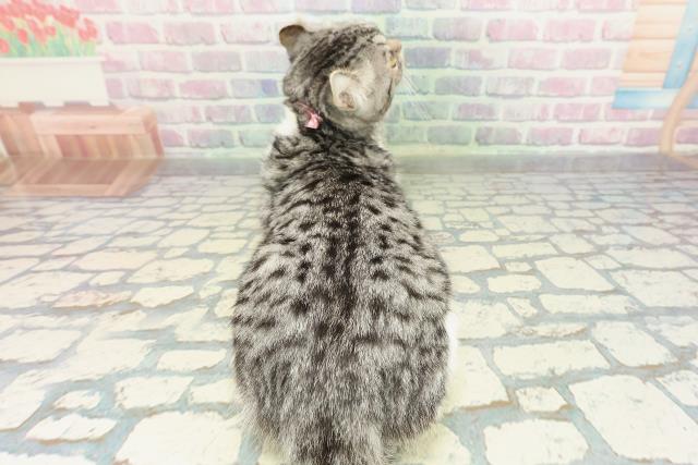 北海道のアメリカンカール (Coo&RIKU旭川店/2025年10月19日生まれ/女の子/シルバータビーホワイト)の子猫の4枚目の画像