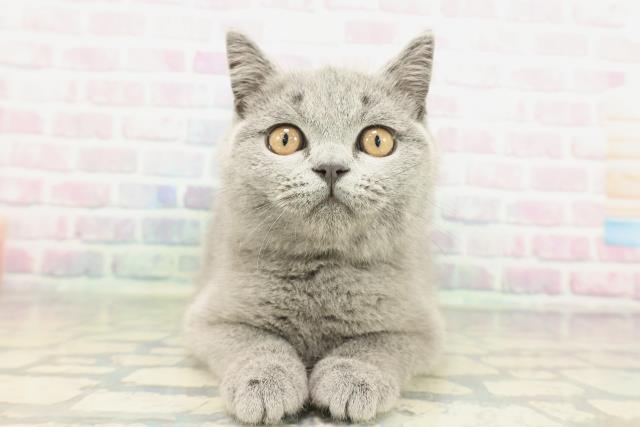 埼玉県のブリティッシュショートヘアー (Coo&RIKUアニマルケアセンター大宮/2025年12月18日生まれ/男の子/ブルー)の子猫の1枚目の画像
