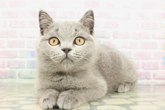 埼玉県のブリティッシュショートヘアー (Coo&RIKUアニマルケアセンター大宮/2025年12月18日生まれ/男の子/ブルー)の子猫の2枚目の画像