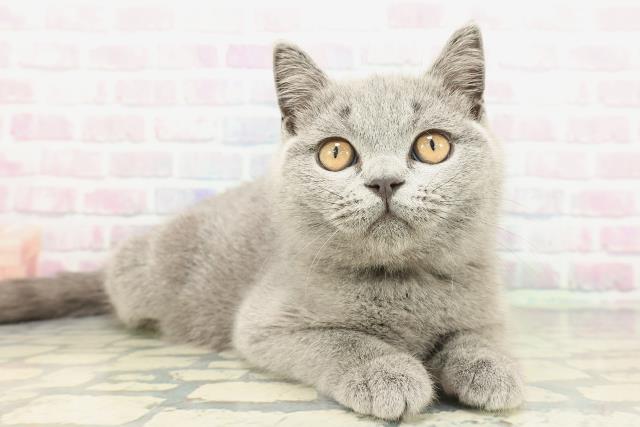 埼玉県のブリティッシュショートヘアー (Coo&RIKUアニマルケアセンター大宮/2025年12月18日生まれ/男の子/ブルー)の子猫の3枚目の画像