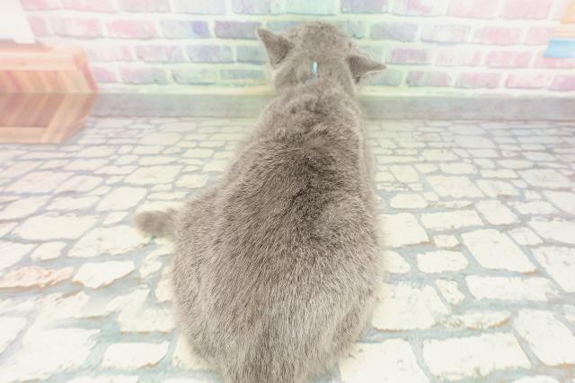 埼玉県のブリティッシュショートヘアー (Coo&RIKUアニマルケアセンター大宮/2025年12月18日生まれ/男の子/ブルー)の子猫の4枚目の画像