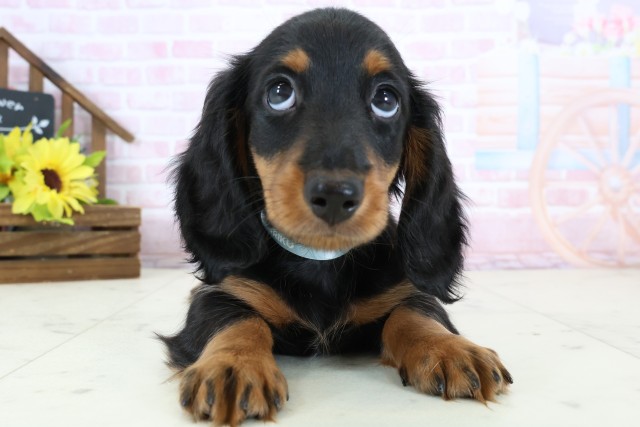 広島県のミニチュアダックスフンド(ロング) (Coo&RIKU福山店/2026年1月9日生まれ/男の子/ブラックタン)の子犬