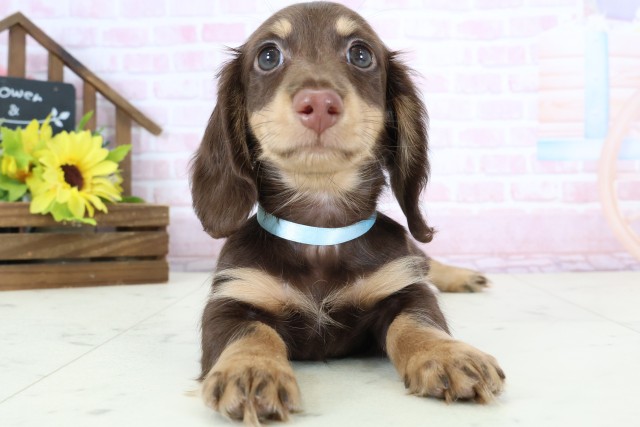 山口県のミニチュアダックスフンド(ロング) (Coo&RIKUシーモール下関店/2026年1月9日生まれ/男の子/チョコレートタン)の子犬の1枚目の画像