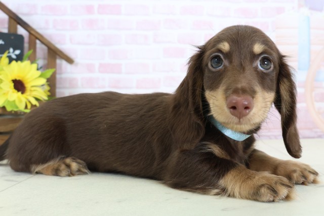 山口県のミニチュアダックスフンド(ロング) (Coo&RIKUシーモール下関店/2026年1月9日生まれ/男の子/チョコレートタン)の子犬の2枚目の画像