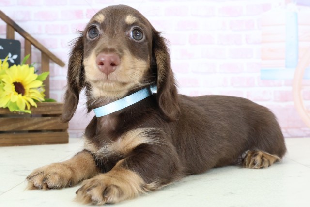 山口県のミニチュアダックスフンド(ロング) (Coo&RIKUシーモール下関店/2026年1月9日生まれ/男の子/チョコレートタン)の子犬の3枚目の画像