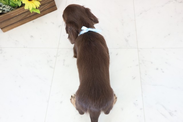 山口県のミニチュアダックスフンド(ロング) (Coo&RIKUシーモール下関店/2026年1月9日生まれ/男の子/チョコレートタン)の子犬の4枚目の画像