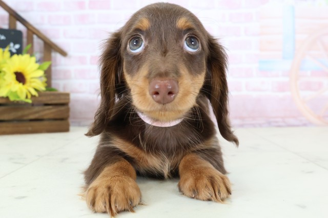 広島県のミニチュアダックスフンド(ロング) (Coo&RIKU福山店/2026年1月9日生まれ/女の子/チョコレートタン)の子犬