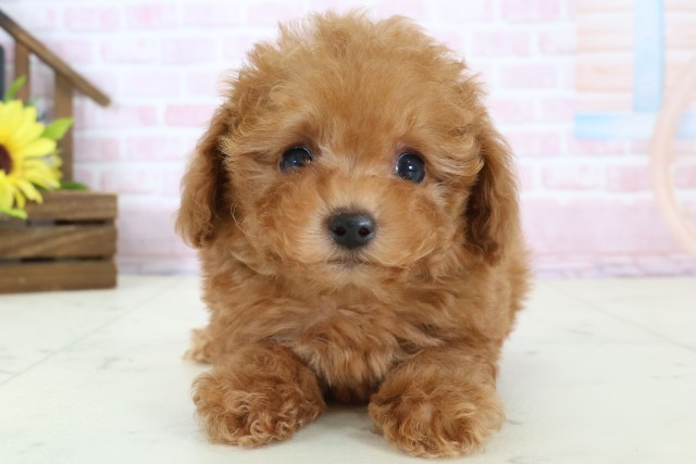 トイ・プードル